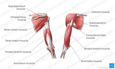 Anatomy, Shoulder and Upper Limb, Arm Abductor Muscles.